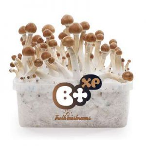 Fresh Mushrooms 100% | Medium